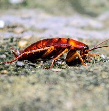 Cockroaches Solutions Cockroaches Solutions