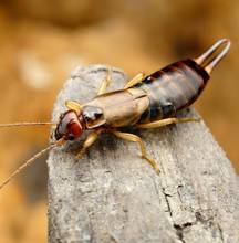 Earwigs