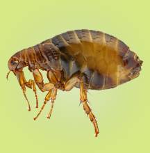 Fleas