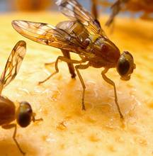 Fruit Flies
