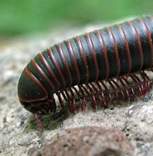 Millipedes