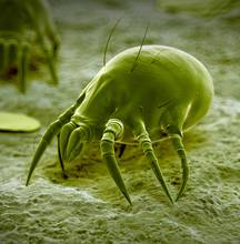 Mites