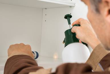 Pest Control Treatment