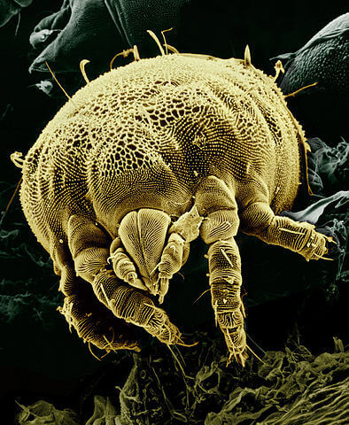 Mites 394px Yellow mite Tydeidae Lorryia formosa