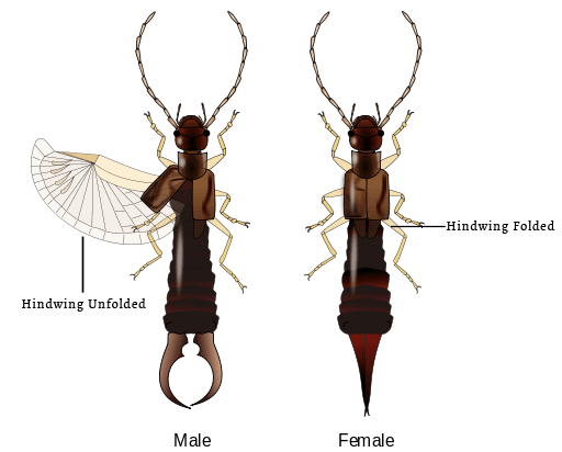 Earwig Diagram Earwig Diagram
