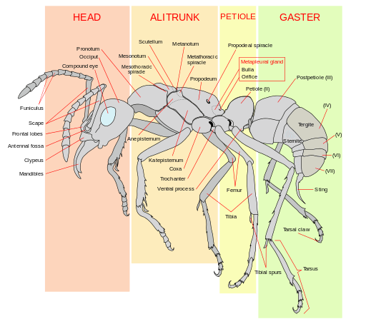 Scheme of an ant worker anatomy