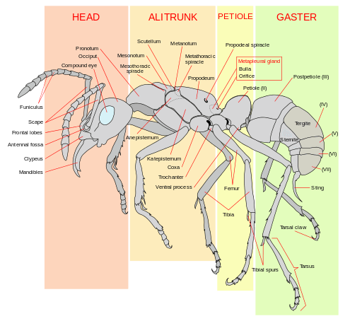 Ants Scheme of an ant worker anatomy