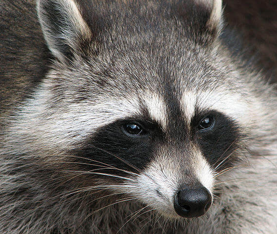 Raccoon Raccoon