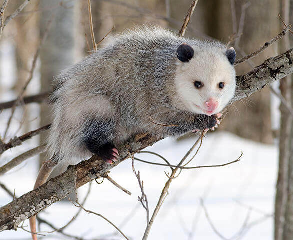 Opossum North American Opossum