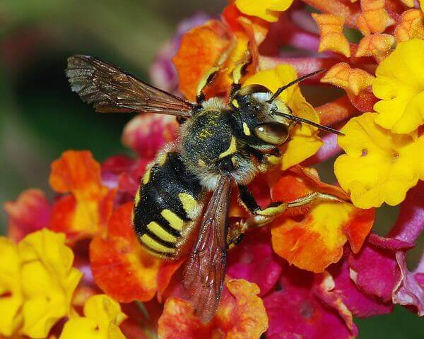 Bees Anthidium