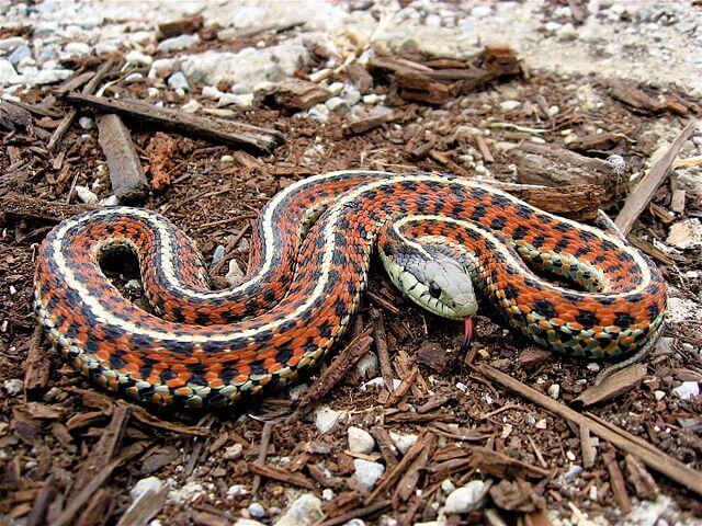 Snake Coast Garter Snake