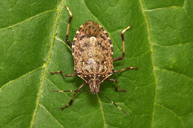 Halyomorpha halys