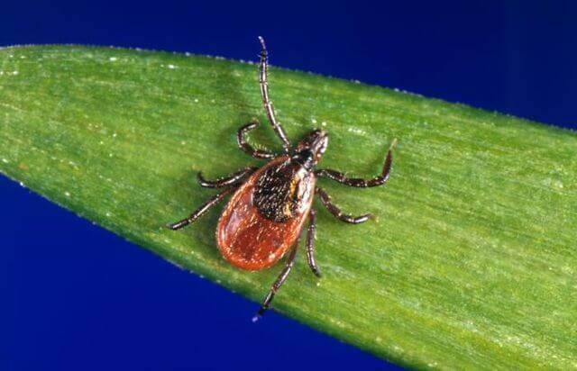 Ticks 640px Ixodes scapularis