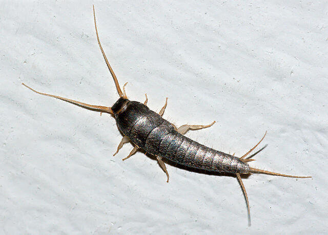 Silverfish Lepisma Saccharina