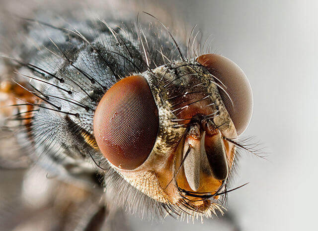 640px Musca domestica Portrait