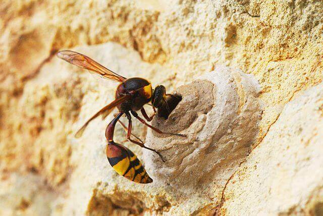 Potter Wasp building mud nest near completion