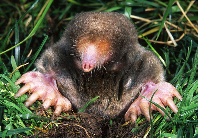 Moles Eastern Mole