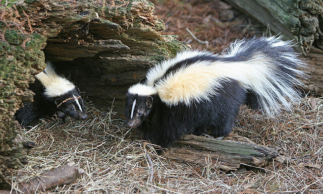 Striped Skunks Striped Skunks