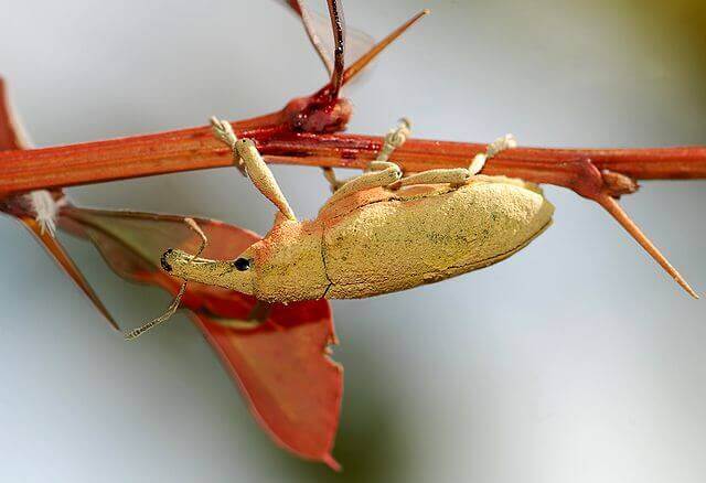 Weevils Weevil