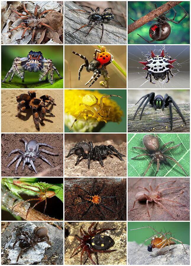 Spiders Diversity