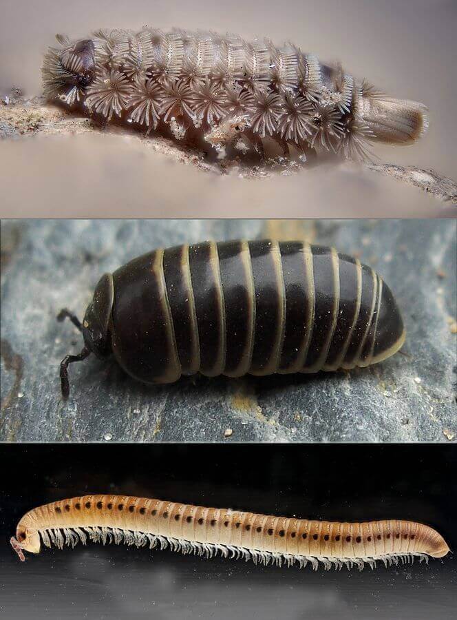 Millipede body types