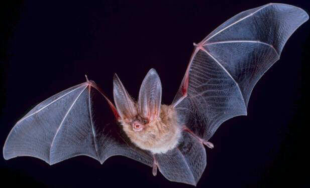 Big eared townsend bat