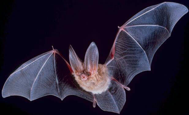 Bats Big eared townsend bat