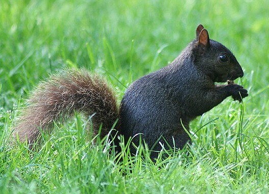 Black Squirrel Black Squirrel