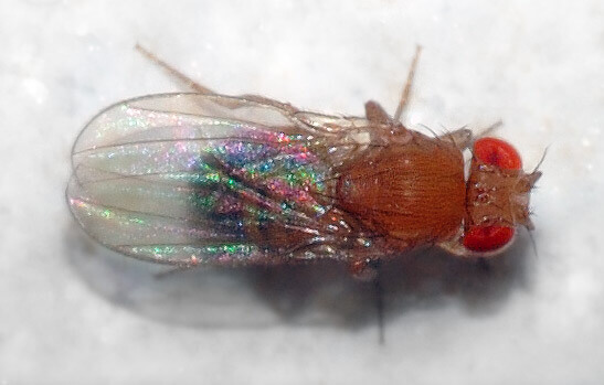 Drosophila melanogaster top aka