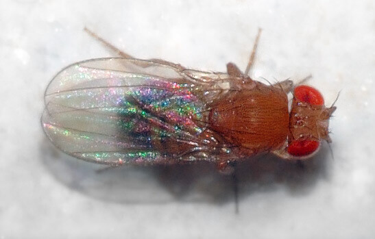 Fruit Flies Drosophila melanogaster top aka