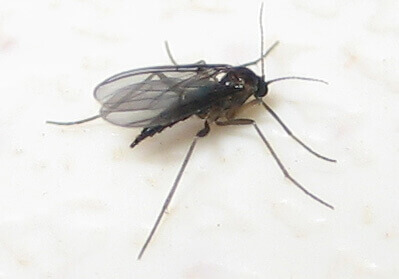 Gnats Female black fungus gnat
