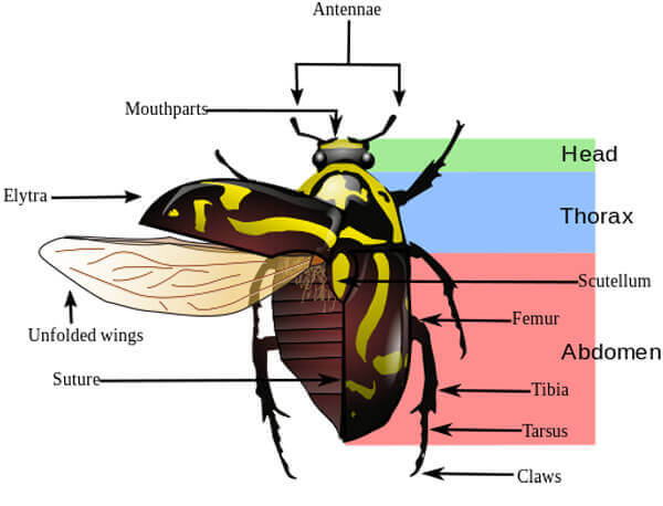 Beetles Fiddler beetle morphology diagram