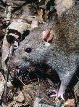 Rodents Rattus norvegicus