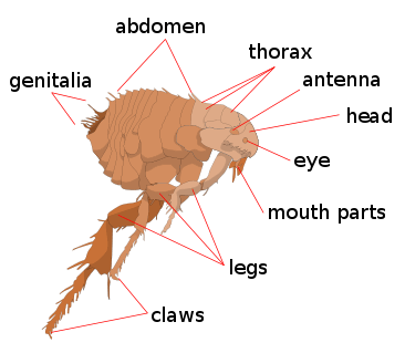 flea anatomy