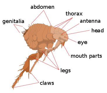 Fleas flea anatomy