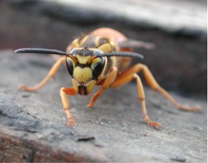 Yellow Jacket Vespula Yellow Jacket