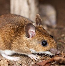 Rodents Solutions Rodents Solutions