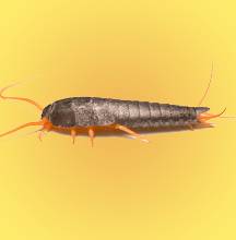 Silverfish