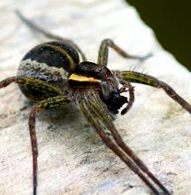 Spiders Solutions Spiders Solutions