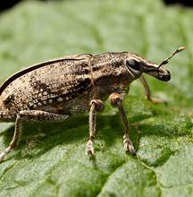 Weevils